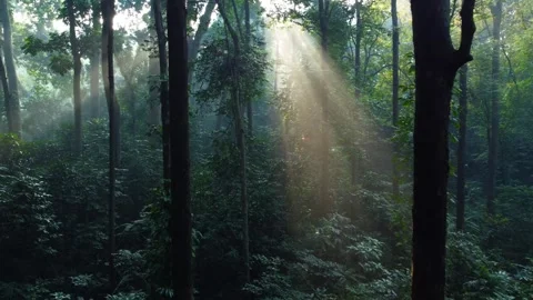 Morning Sunlight in the Forest Stock Footage 269909528