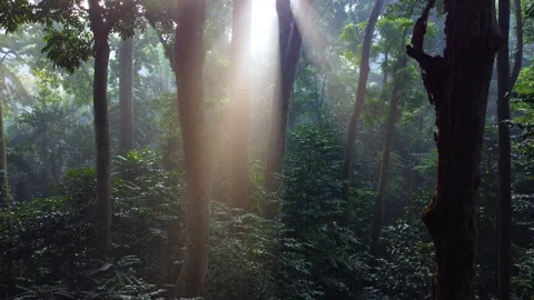 Morning Sunlight in the Forest 스톡 동영상 269909591