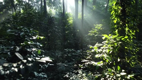 Morning Sunlight in the Forest Stock Footage 277100833