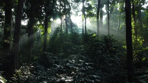 Morning Sunlight in the Forest Stock Footage 277101463