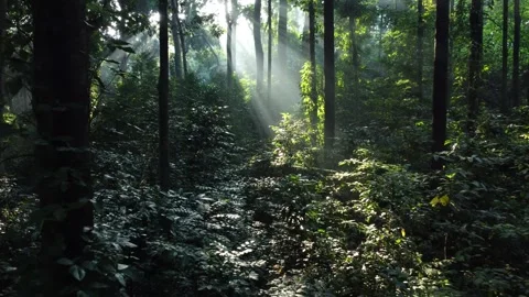 Morning Sunlight in the Forest Stock Footage 277101464