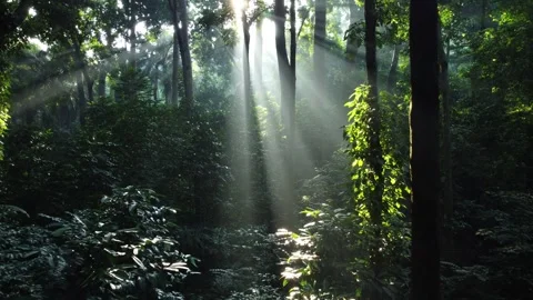 Morning Sunlight in the Forest Stock Footage 277101490