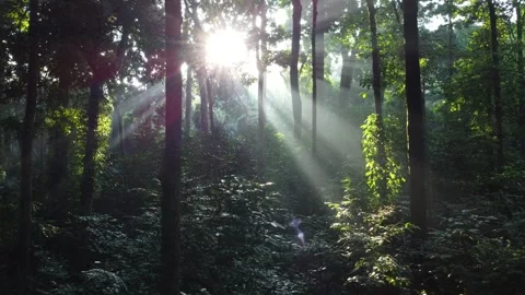 Morning Sunlight in the Forest Stock Footage 277101492