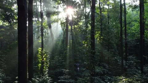 Morning Sunlight in the Forest Stock Footage 277101780