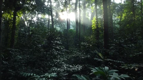 Morning Sunlight in the Forest Stock Footage 277103450