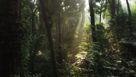 Morning Sunlight in the Forest Stock Footage 277104076