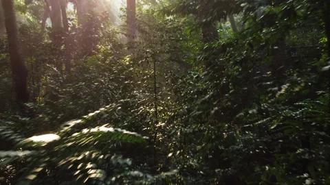 Morning Sunlight in the Forest Stock Footage 277104258
