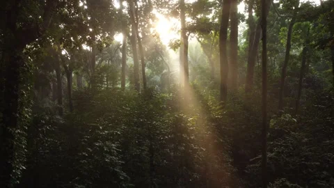 Morning Sunlight in the Forest Stock Footage 277104959