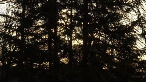 The morning sunlight shines between trees dark silhouettes Stock Footage 119292079