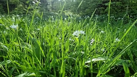Morning sunlight shining over aromatic wild garlic flowers and long grass Stock Footage 308234786