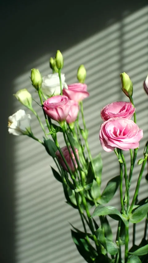 Morning sunlight shining on pink eustoma flowers Stock Footage 337830252