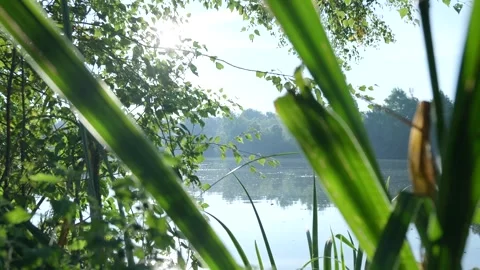 Morning sunlight shining through trees on a peaceful lake Stock Footage 320812545