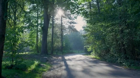 Morning sunlight shining through trees in a quiet forest Stock Footage 320812563
