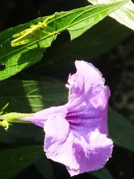 Morning sunlight with a small grasshopper Foto stock