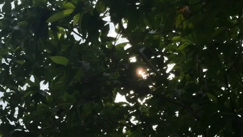 Morning Sunlight Streaming Through Tree Branches and Green Leaves 스톡 동영상 339264854