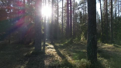 Morning in a sunny magic forest, powerful trees, deep colors. Stock Footage 163697441