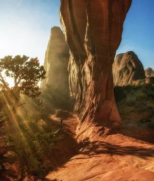 Morning sunrays Filter Through a Pine Stock Photos