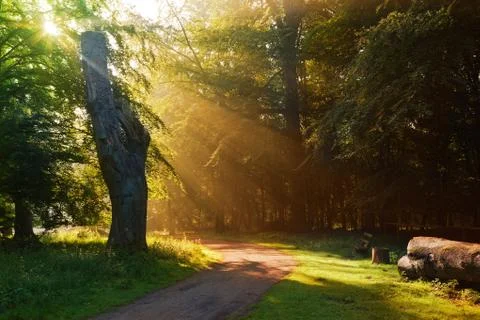 Morning sunrays in the forest Stock Photos