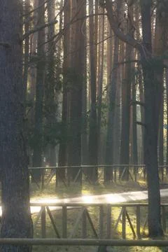 Morning sunrays in the forest Stock Photos