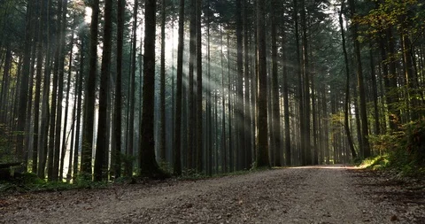 Morning sunrays in magic forest with road Vidéo 100074928