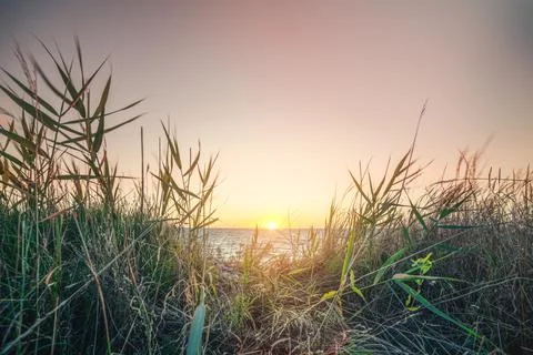 Morning sunrise by the sea with green grass Stock Photos