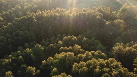 Morning Sunshine Vidéo 234477668