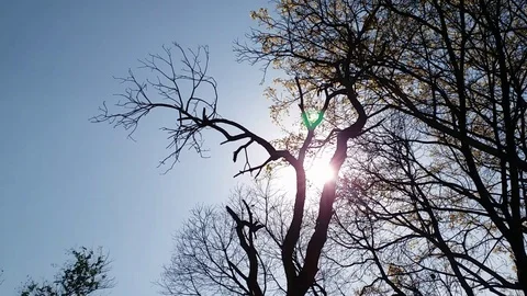 Morning Sunshine through Tree Branches Stock Footage 107720862