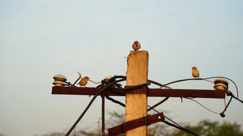 Morning time, Small sparrows finding out the suitable place for nest on the e Stock Footage 148204697