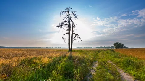 Morning timelapse of fields dead tree and rural road in polish countryside Stock Footage 65351684