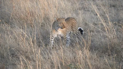 Morning tracking shot of a leopard approaching at masai mara in kenya Stock Footage 101272360