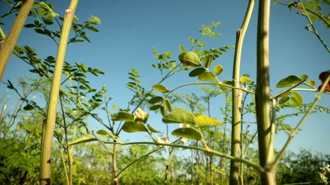Morning  tree Stock Footage 167548097