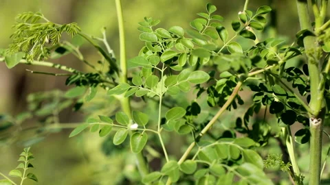 Morning  tree Stock Footage 167548117