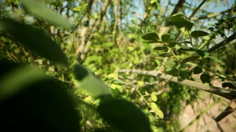 Morning  tree Stock Footage 167548122