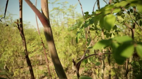 Morning tree Stock Footage 167548258