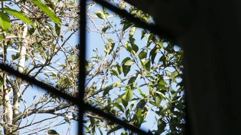 MORNING TREE Stock-Footage 250624612