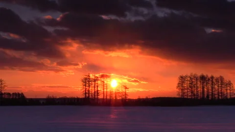 Morning Tree Stock Footage 332234549