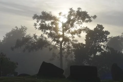 Morning tree silhouette Stock Photos