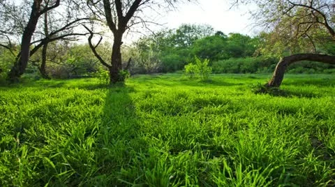 Morning trees Stock Footage 11060068