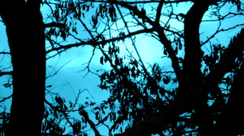 Morning Trees Stock Footage 35595229