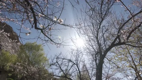 Morning in Trees LOG Vídeo Stock 136403539