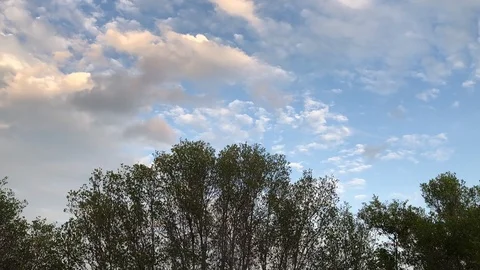 Morning Trees Under Passing Clouds Stock Footage 120618044