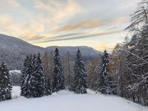 In the morning in Trentino, snow landscape trees pine Stock Photos