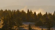 Morning In The Ural Taiga. Stock Footage