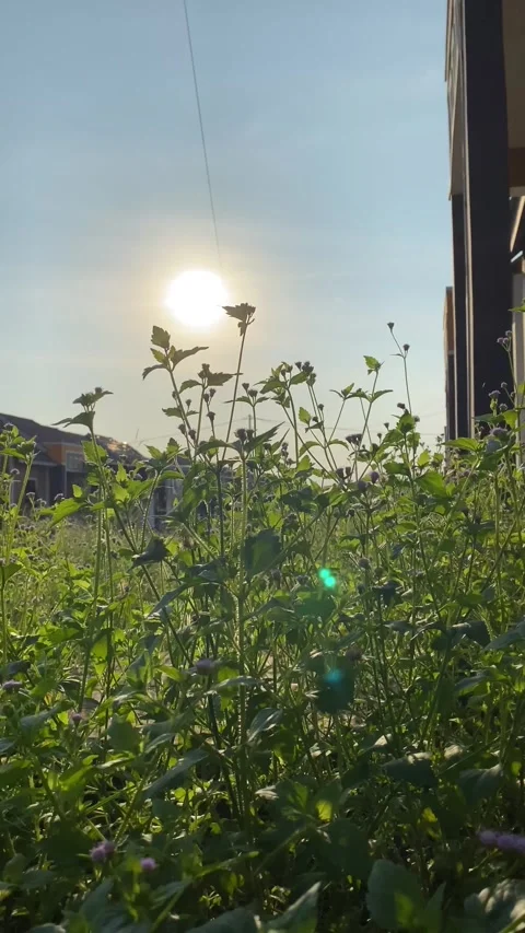 Morning vibes Stock Footage 242332776