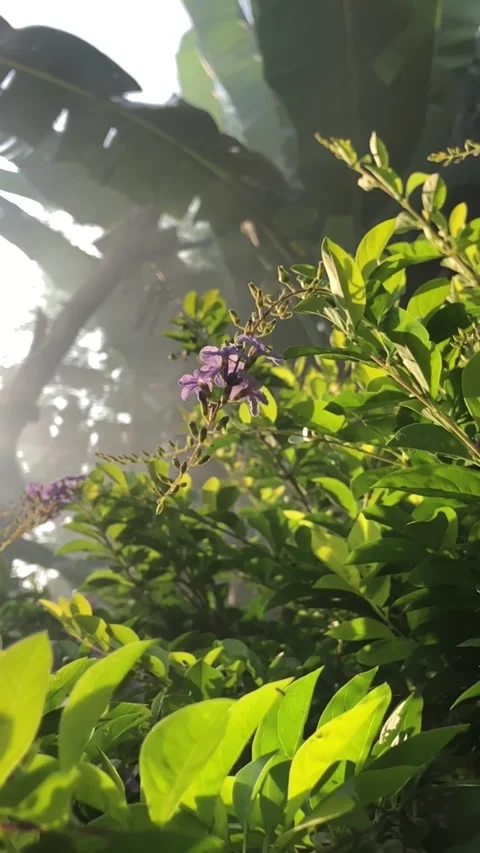 Morning View on the Backyard Video stock 220512022
