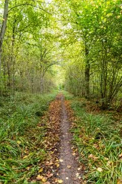 Morning view of empty forest path in autumn Stockfoto's