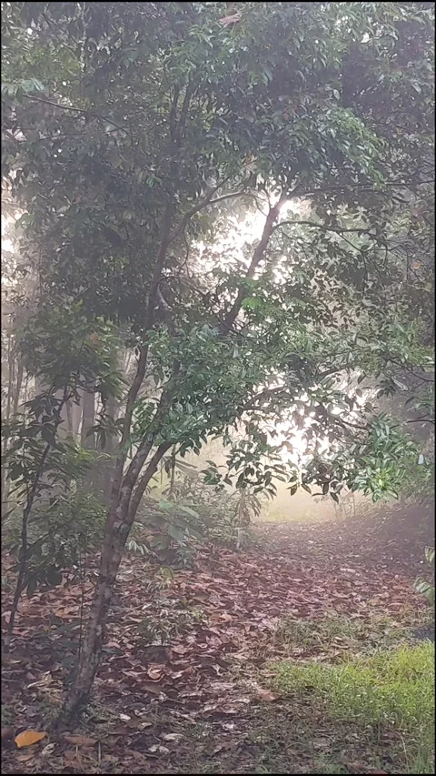 Morning view. Stock Footage 276413867