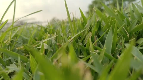 Morning view Stock Footage 277309724