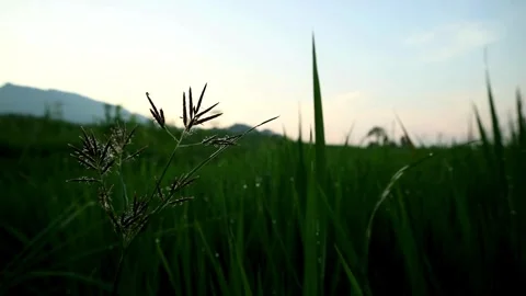 Morning View Stock-Footage 332875226