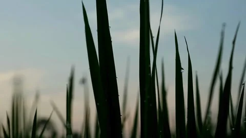 Morning view Stock-Footage 332875230